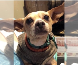 Chihuahua Dogs for adoption in Holly Springs, NC, USA