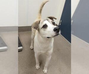 Anatolian Shepherd-Unknown Mix Dogs for adoption in HESPERIA, CA, USA