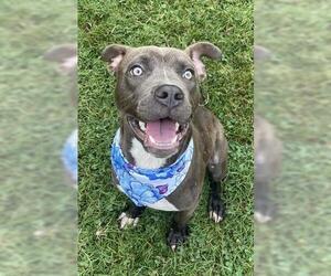 American Pit Bull Terrier Dogs for adoption in Tulsa, OK, USA