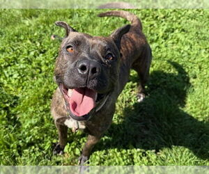 American Pit Bull Terrier Dogs for adoption in Pueblo, CO, USA