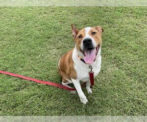 Rhodesian Ridgeback-Unknown Mix Dogs for adoption in Corpus Christi, TX, USA