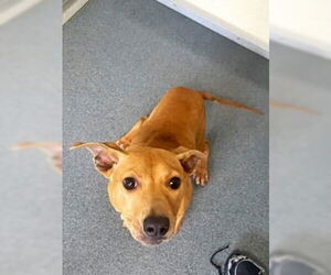 Beagle-Unknown Mix Dogs for adoption in Glen Allen, VA, USA