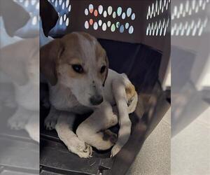 Labrador Retriever-Unknown Mix Dogs for adoption in Houston, TX, USA