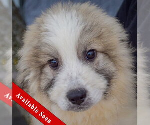 Collie-Great Pyrenees Mix Dogs for adoption in Huntley, IL, USA