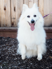 Medium Photo #1 American Eskimo Dog Puppy For Sale in Palo Alto, CA, USA