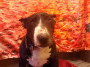 Bull Terrier Dogs for adoption in Forestville, MD, USA