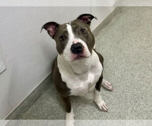 Mutt Dogs for adoption in Fort Collins, CO, USA