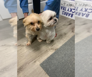 Shih Tzu Dogs for adoption in Stanhope, NJ, USA