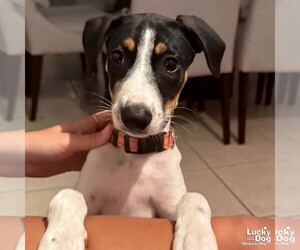 Beagle-Unknown Mix Dogs for adoption in Washington, DC, USA