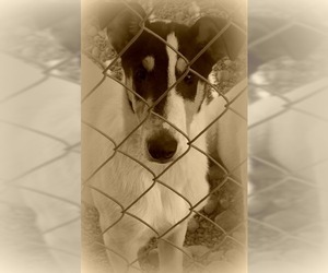 Collie Dogs for adoption in Pueblo West, CO, USA