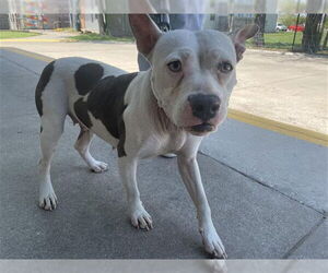 Bull Terrier-Unknown Mix Dogs for adoption in Waco, TX, USA
