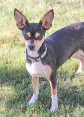 Rat-Cha Dogs for adoption in PIPE CREEK, TX, USA