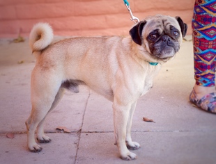 Pug Dogs for adoption in Pittsburg, CA, USA