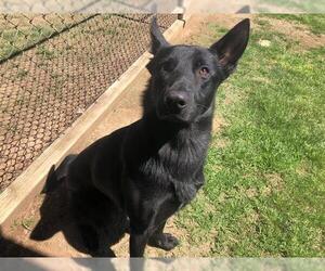German Shepherd Dog Dogs for adoption in Grovetown, GA, USA