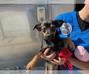 Chihuahua Dogs for adoption in San Bernardino, CA, USA