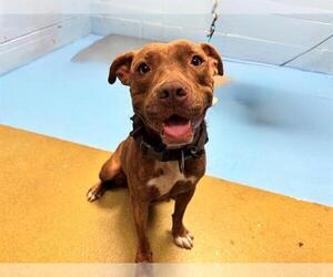 American Pit Bull Terrier-Unknown Mix Dogs for adoption in Moreno Valley, CA, USA