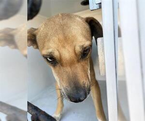 Labrador Retriever-Unknown Mix Dogs for adoption in Houston, TX, USA