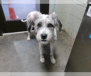 Sheepadoodle Dogs for adoption in Tulsa, OK, USA