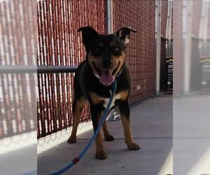 Medium Photo #3 Australian Kelpie-Unknown Mix Puppy For Sale in Redlands, CA, USA
