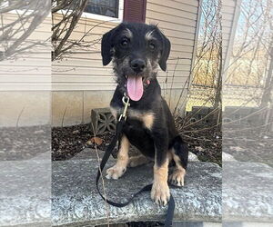 Labrador Retriever-Unknown Mix Dogs for adoption in LAKE ST LOUIS, MO, USA