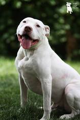 American Pit Bull Terrier Dogs for adoption in Perry, NY, USA