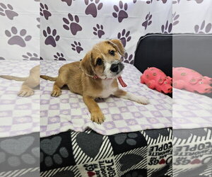 Mutt Dogs for adoption in Metairie, LA, USA