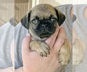 Pug-Unknown Mix Dogs for adoption in Corona, CA, USA