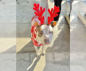 Medium Photo #1 Mutt Puppy For Sale in Newport Beach, CA, USA