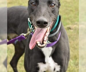 Greyhound Dogs for adoption in Grandville, MI, USA