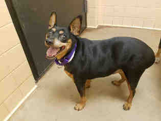 Miniature Pinscher Dogs for adoption in Santa Fe, NM, USA