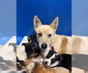 Mutt Dogs for adoption in Bakersfield, CA, USA