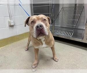 American Staffordshire Terrier-Unknown Mix Dogs for adoption in Grand Prairie, TX, USA