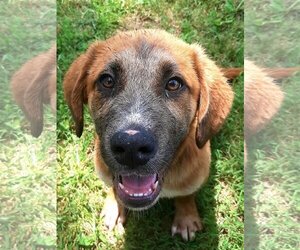 Borador Dogs for adoption in Wakefield, RI, USA