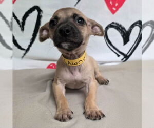 Chihuahua-Unknown Mix Dogs for adoption in Lakewood, CO, USA