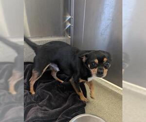 Chihuahua-Unknown Mix Dogs for adoption in San Martin, CA, USA