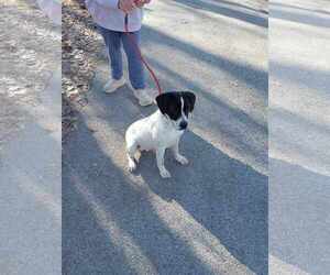 Boxer-Coonhound Mix Dogs for adoption in Frenchburg, KY, USA