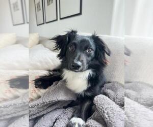 Dachshund-Unknown Mix Dogs for adoption in Los Angeles, CA, USA
