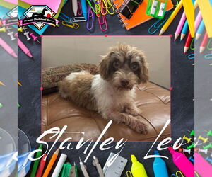 Dachshund-Unknown Mix Dogs for adoption in San Antonio, TX, USA