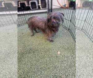 Cairn Terrier-Unknown Mix Dogs for adoption in Tempe , AZ, USA