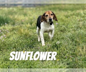 Beagle-Unknown Mix Dogs for adoption in Raleigh, NC, USA