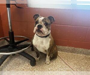 Bulldog Dogs for adoption in Pueblo, CO, USA