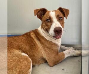 Labrador Retriever Dogs for adoption in San Antonio, TX, USA