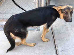 German Shepherd Dog Dogs for adoption in Lodi, CA, USA
