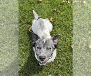 Pembroke Welsh Corgi-Unknown Mix Dogs for adoption in Sandy, UT, USA