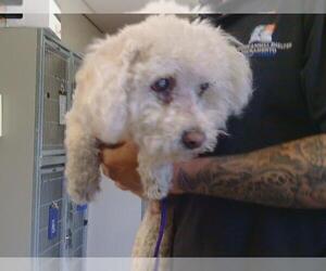 Bichon Frise Dogs for adoption in Sacramento, CA, USA