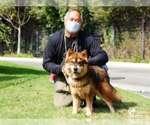 Chow Chow Dogs for adoption in Long Beach, CA, USA