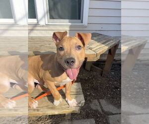 American Staffordshire Terrier-Bulldog Mix Dogs for adoption in Brewster, NY, USA