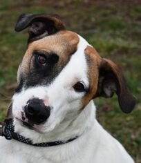 Bull Terrier Dogs for adoption in Nashville, IN, USA