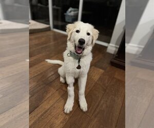 Great Pyrenees Dogs for adoption in Tampa, FL, USA