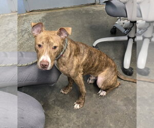 Mutt Dogs for adoption in Evansville, IN, USA